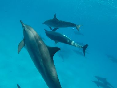 Diving Dugon og Delfiner 2018